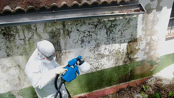 Top rated local Attic Mold Remediation specialists in Rumson, NJ